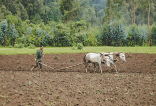 Man plowing field