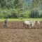 Man plowing field