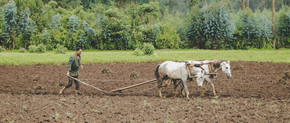 Man plowing field