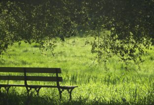 Bench looking over grassy field