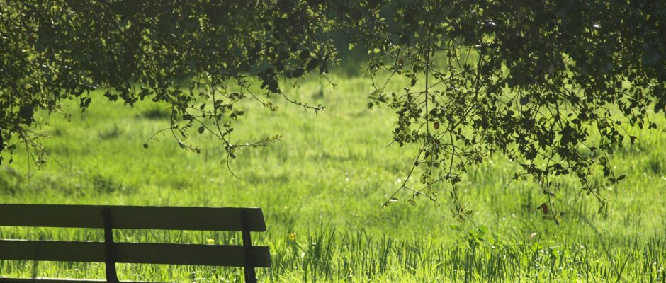 Bench looking over grassy field